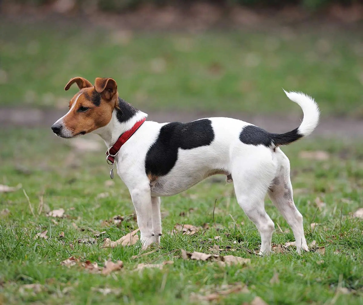 Jack Russell Terrier: Un Torbellino de Energía.