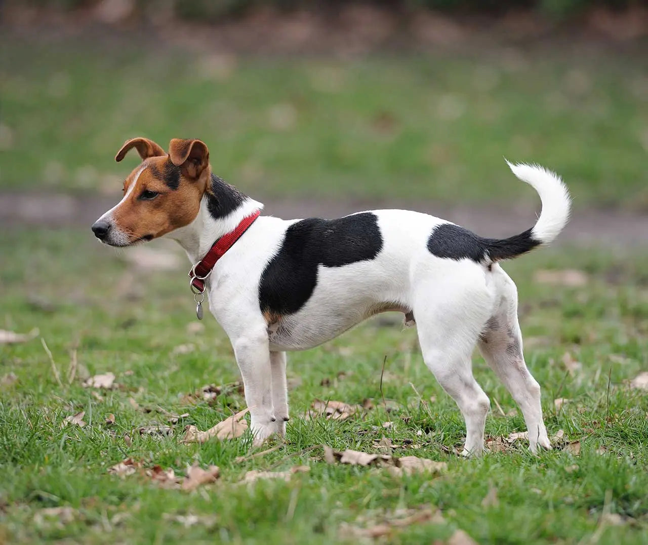 Jack Russell Terrier: Un Torbellino de Energía.