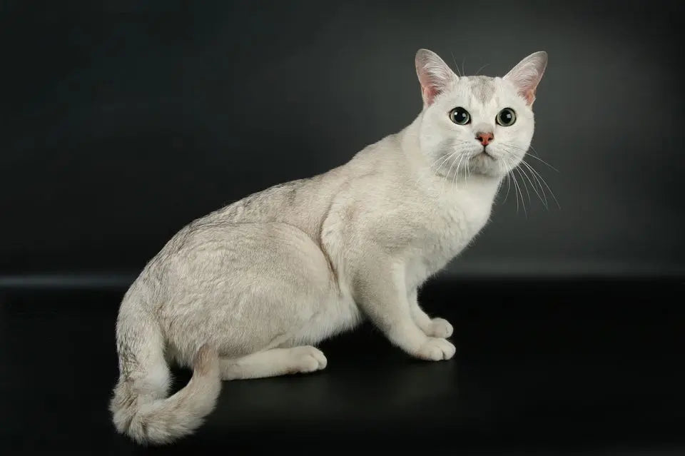 Gato Burmilla: Elegancia Plateada y Personalidad Sofisticada
