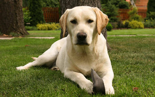 Labrador Retriever: El Compañero Ideal, Amigo Fiel y Trabajador Incansable.