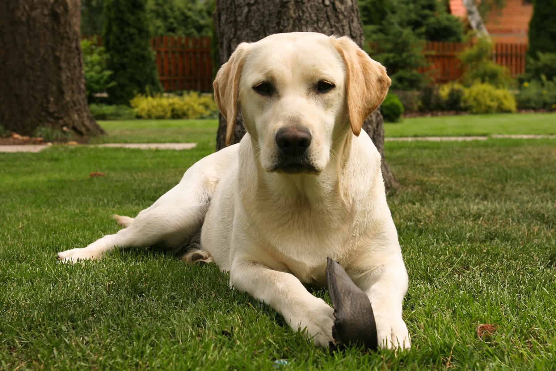 Labrador Retriever: El Compañero Ideal, Amigo Fiel y Trabajador Incansable.