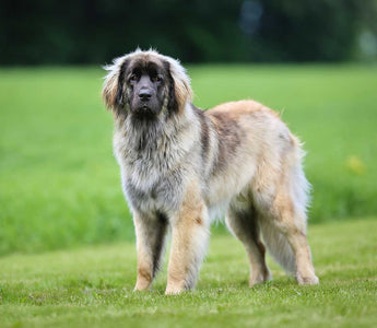 El Leonberger: Nobleza, Majestuosidad y Paciente.