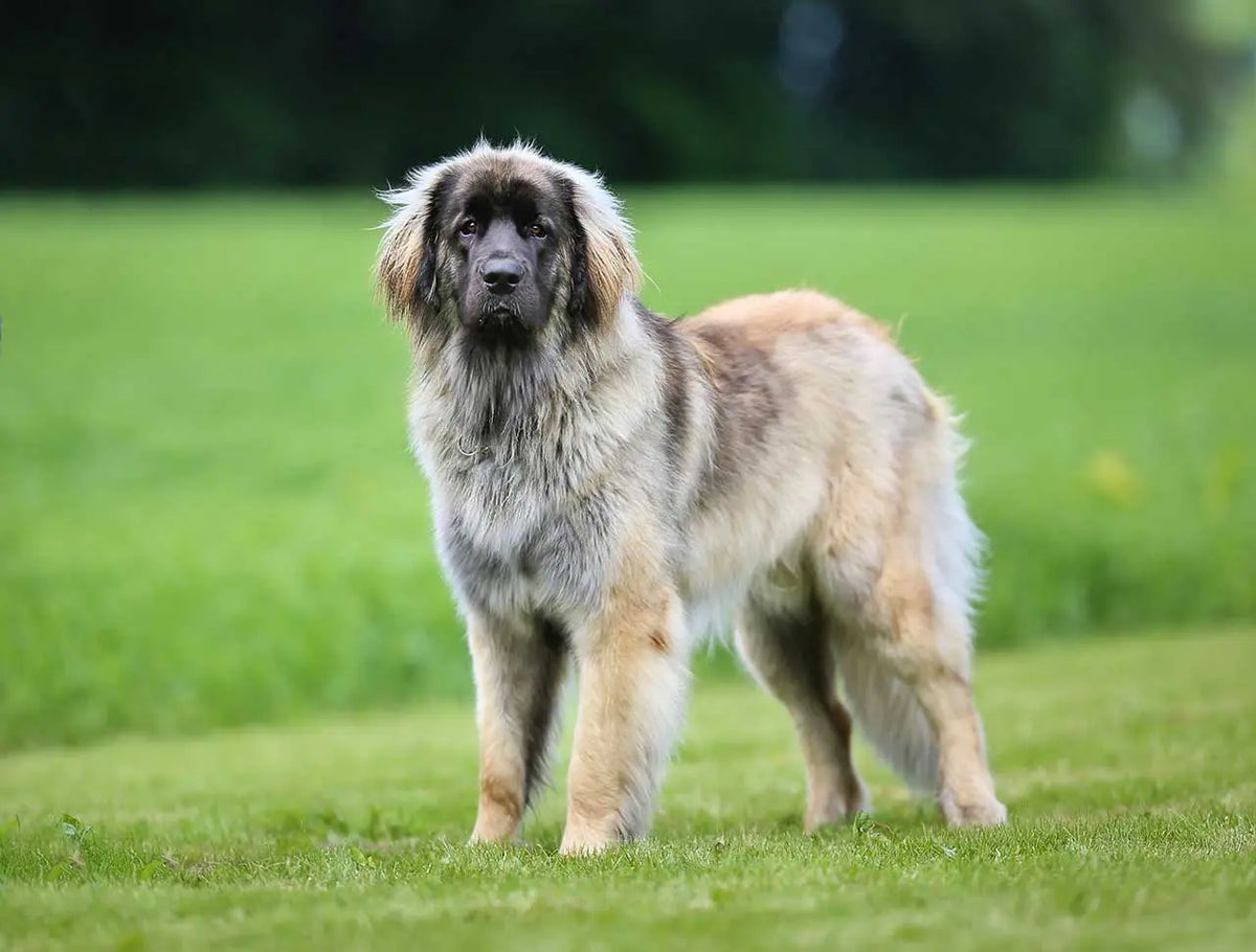 El Leonberger: Nobleza, Majestuosidad y Paciente.