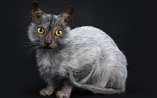Gato Lykoi: La Fascinación de lo Lobuno en una Mascota Felina