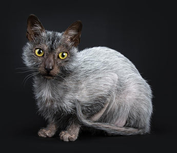 Gato Lykoi: La Fascinación de lo Lobuno en una Mascota Felina
