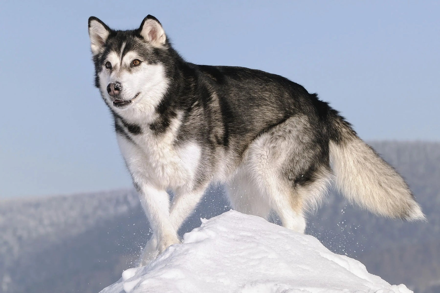 Alaskan Malamute: Majestuosidad y Fuerza Ártica.