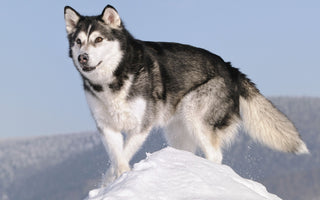 Alaskan Malamute: Majestuosidad y Fuerza Ártica.