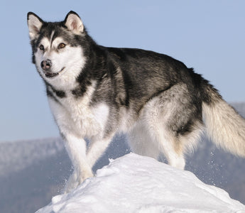 Alaskan Malamute: Majestuosidad y Fuerza Ártica.