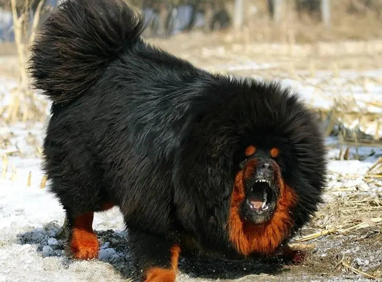 Mastín Tibetano: La Majestuosidad de un Guardián Imperturbable.