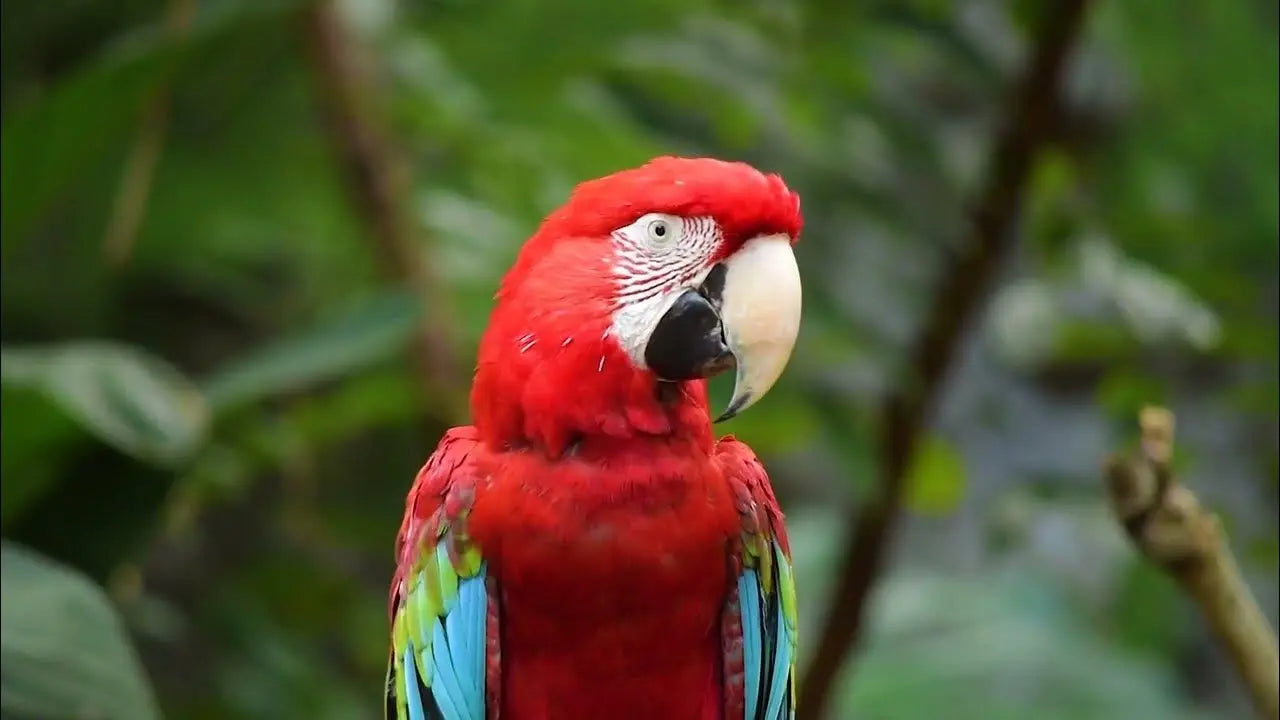 Loro – Psittacoidea: Elegancia Alada