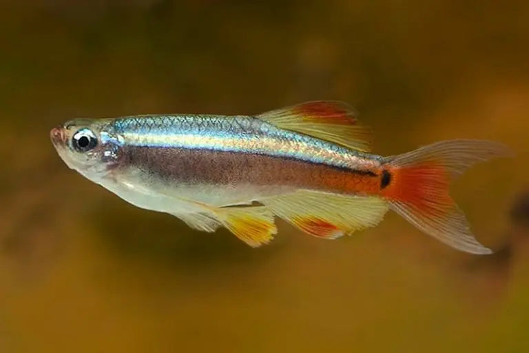 Tetra Neon Chino (Tanichthys albonubes): Belleza Sutil en tu Acuario