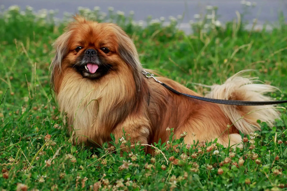 Pekinés: Elegancia Imperial en un Paquete Pequeño.