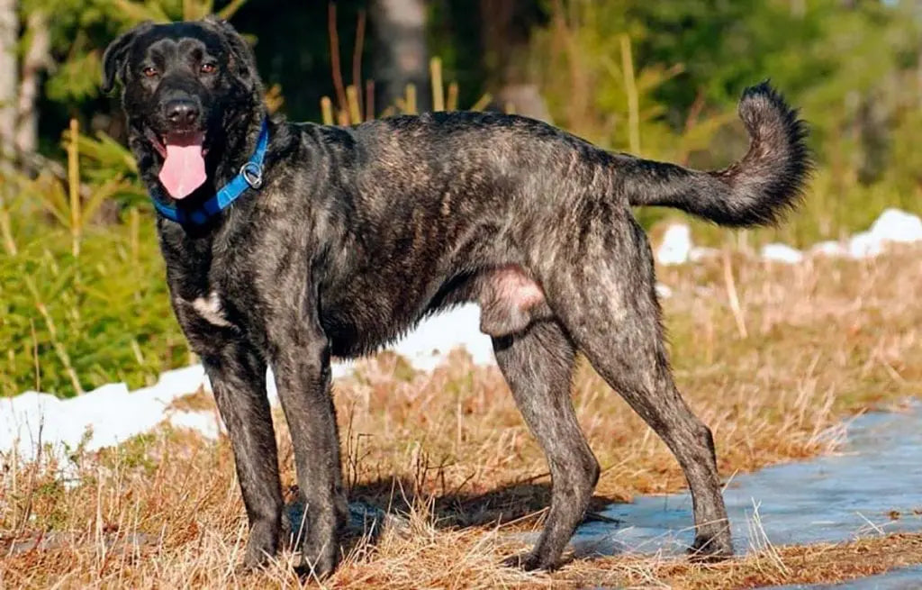 El Perro Majorero (Bardino Canario) Negro: Autenticidad y Lealtad