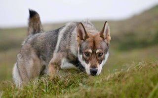 El Perro Lobo de Saarloos: Majestuosidad y Lealtad