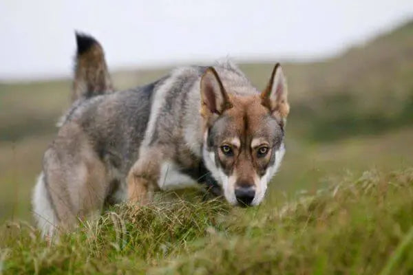 El Perro Lobo de Saarloos: Majestuosidad y Lealtad