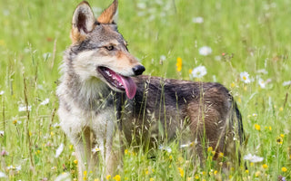 Perro Lobo Herreño: La Elegancia Salvaje de las Islas Canarias.