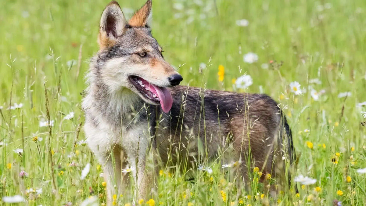 Perro Lobo Herreño: La Elegancia Salvaje de las Islas Canarias.