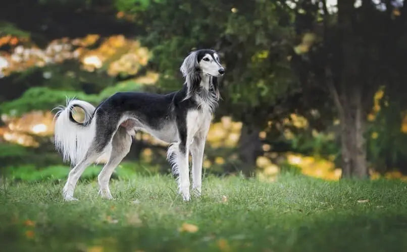 El Saluki (Galgo Persa) Negro: Elegancia y Velocidad