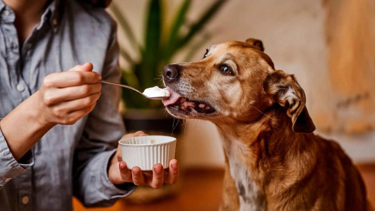 Yogur Prebiótico Canino: La Clave para una Salud Digestiva Óptima en Tu Perro