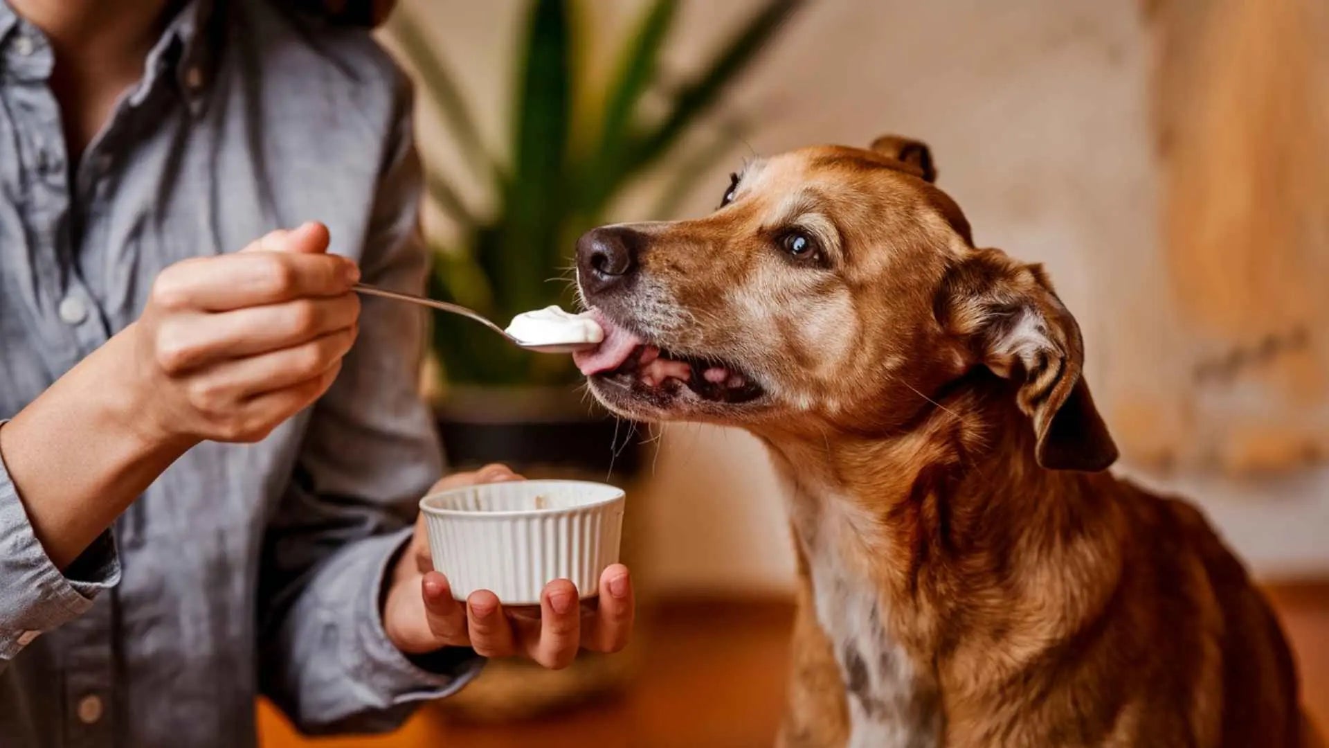 Yogur Prebiótico Canino: La Clave para una Salud Digestiva Óptima en Tu Perro ANIMALXOP