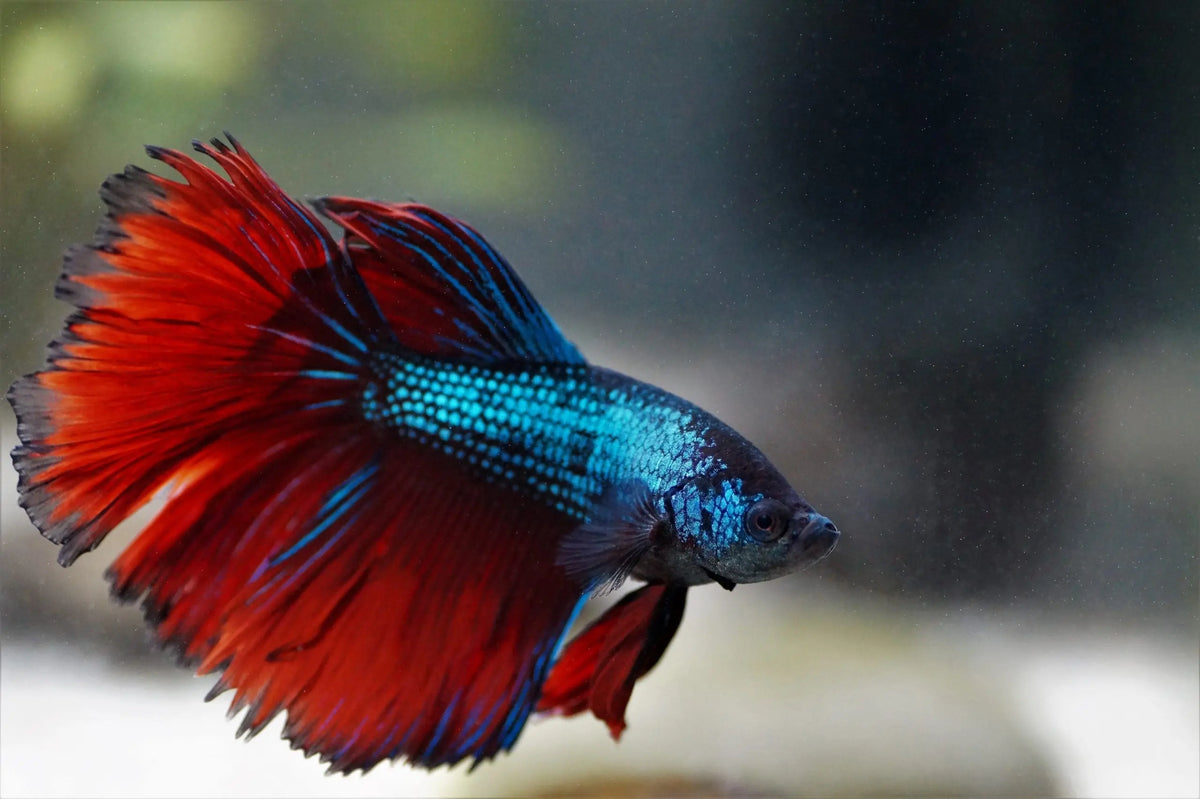 Betta (Betta splendens): Belleza en Movimiento
