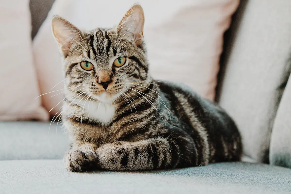 Beneficios de Moments Cat Digest para la salud digestiva de tu gato