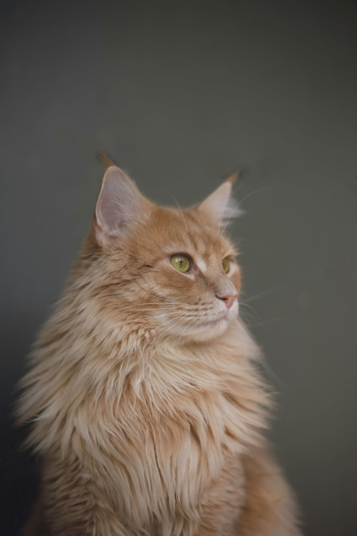 Yowup Leche para Gato nutre y fortalece a tu felino