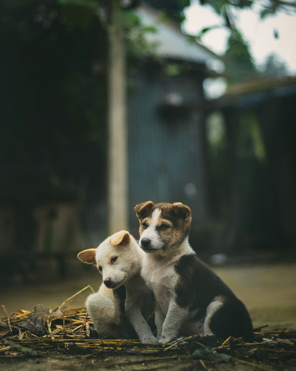 Técnicas efectivas para el entrenamiento de perros