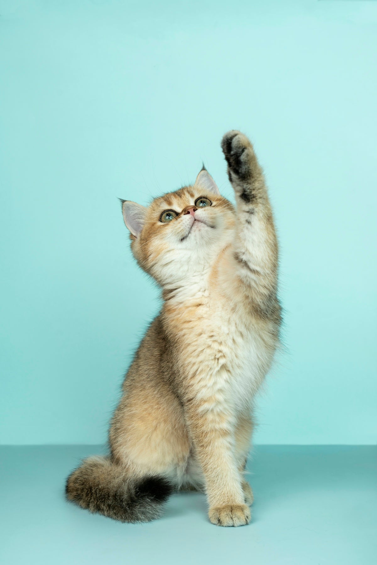 Cuidando la salud urinaria de tu gato con Moments Cat Urinary