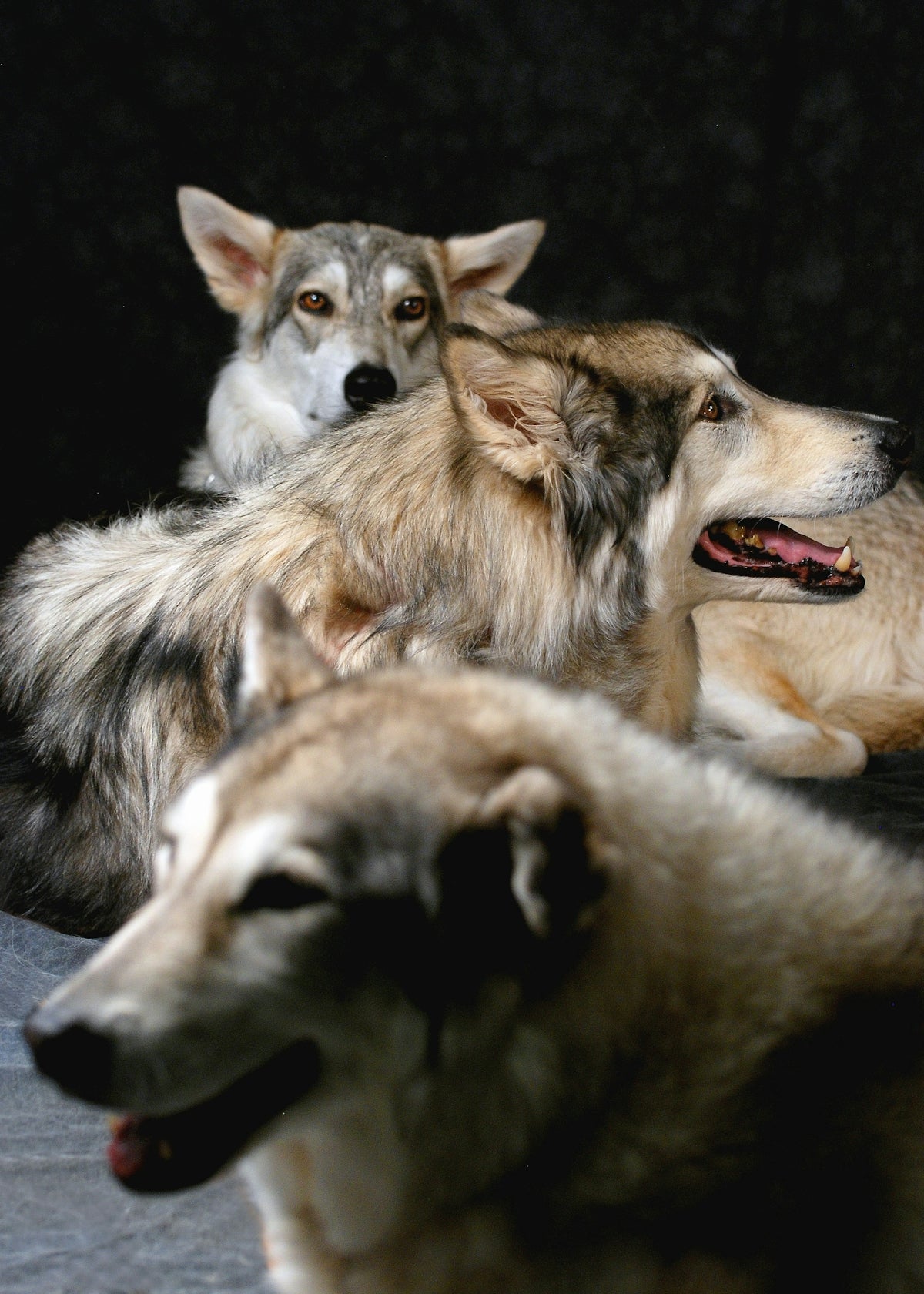 Beneficios de la socialización temprana en cachorros
