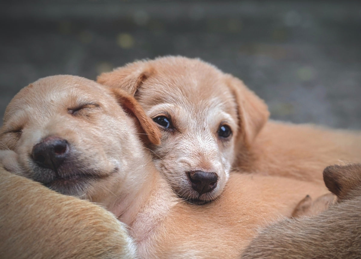 Consejos para un paseo exitoso con tu mascota