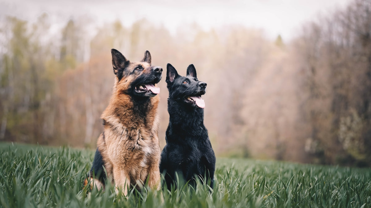 Detectando y previniendo enfermedades comunes en perros