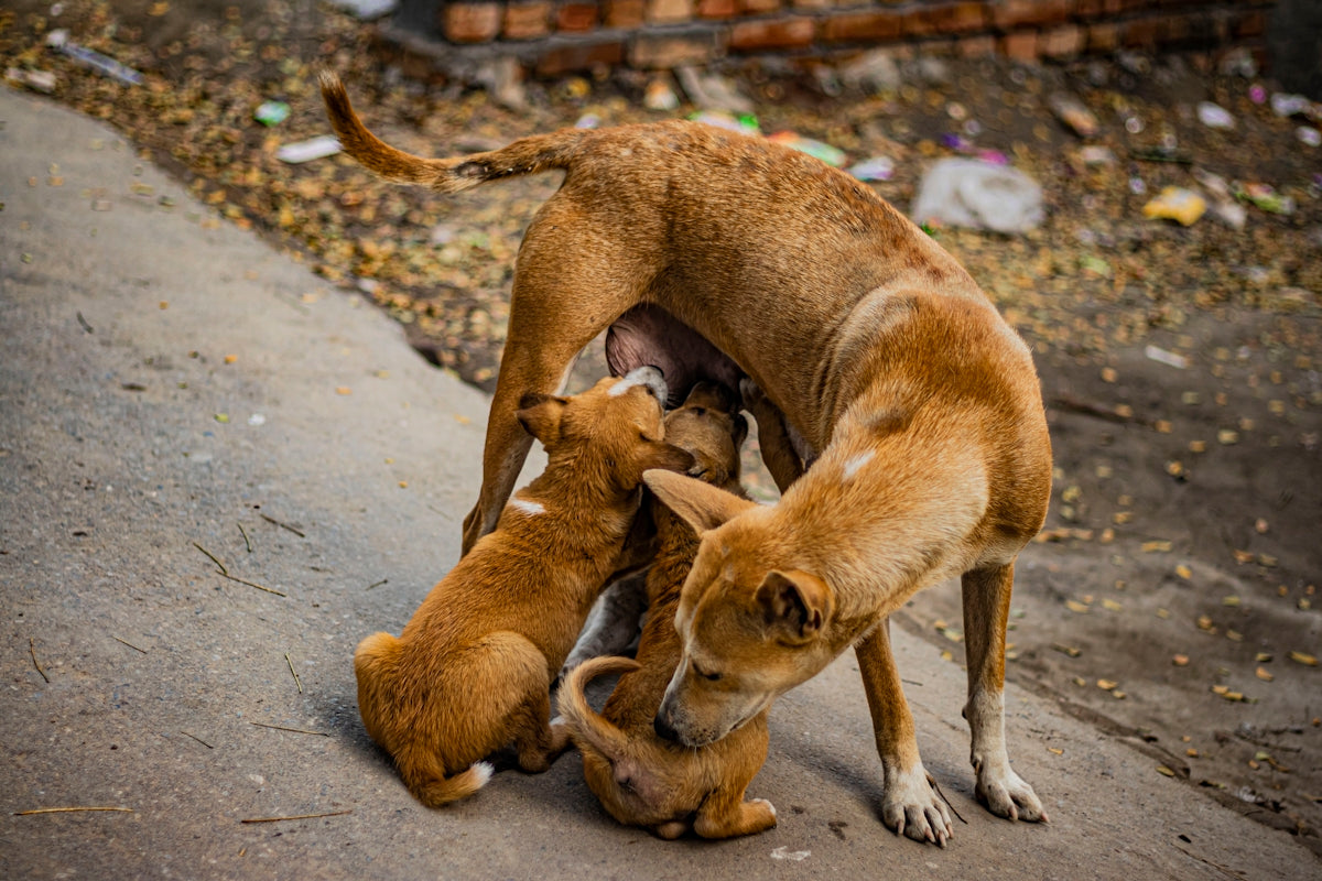 La importancia del control veterinario regular en perros