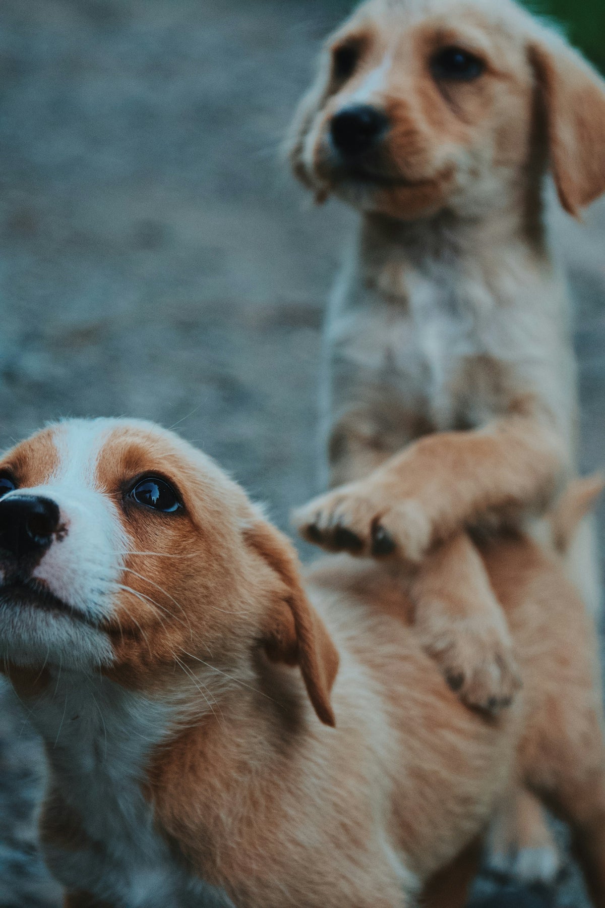 Tipos de cepillos y su uso en el pelaje canino