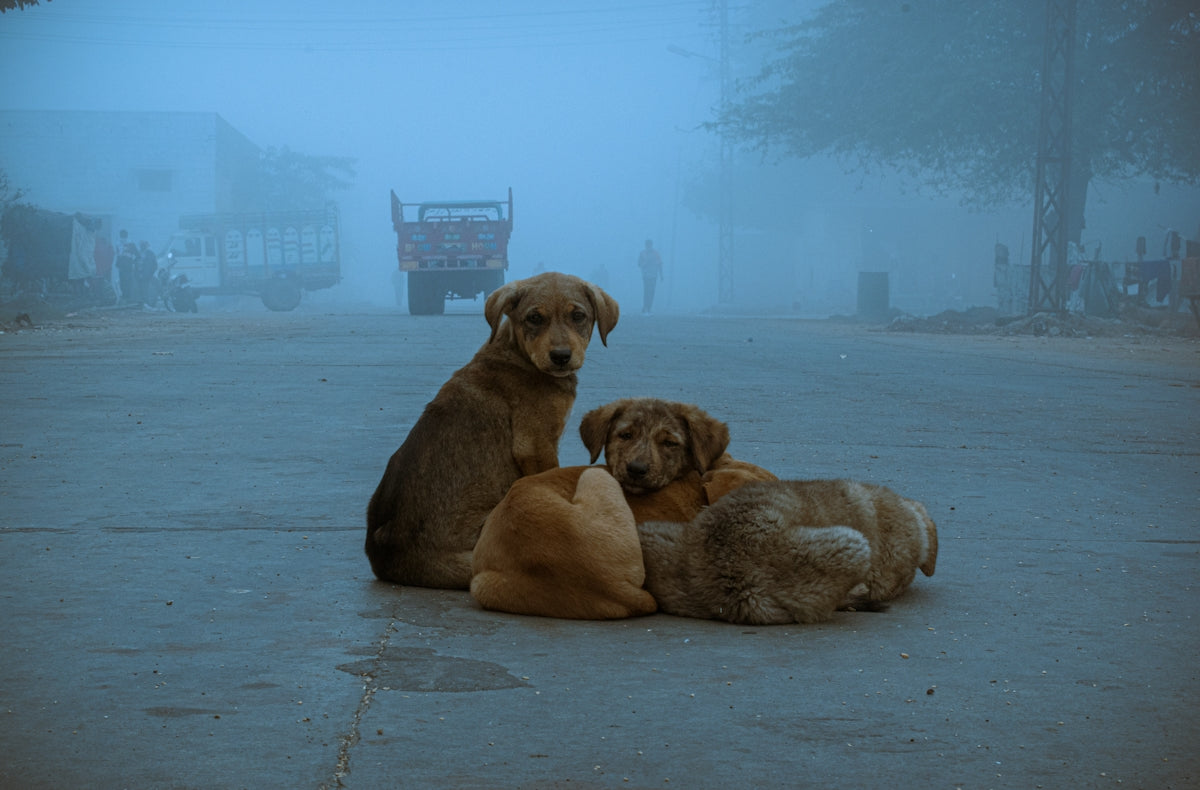 La alimentación ideal para el bienestar de tu perro