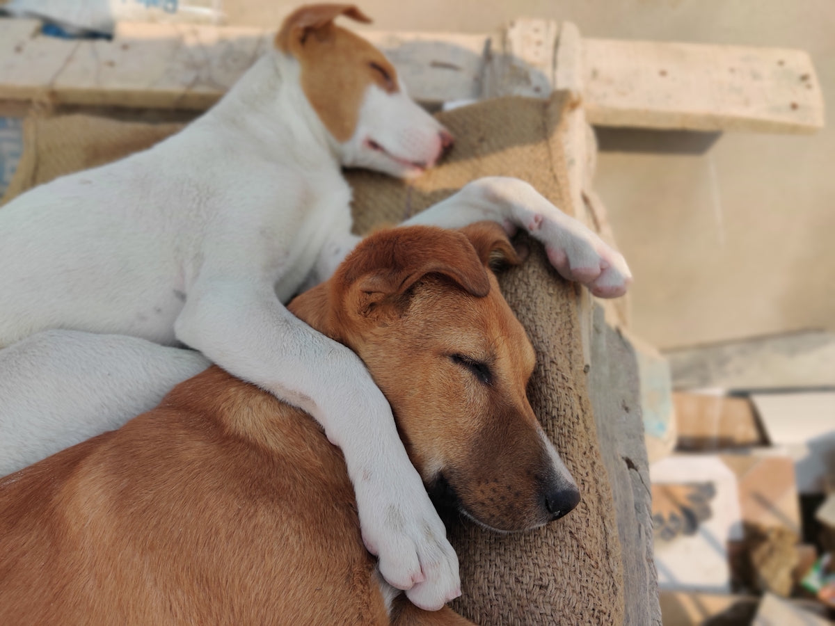 Cómo interpretar el lenguaje corporal de tu perro
