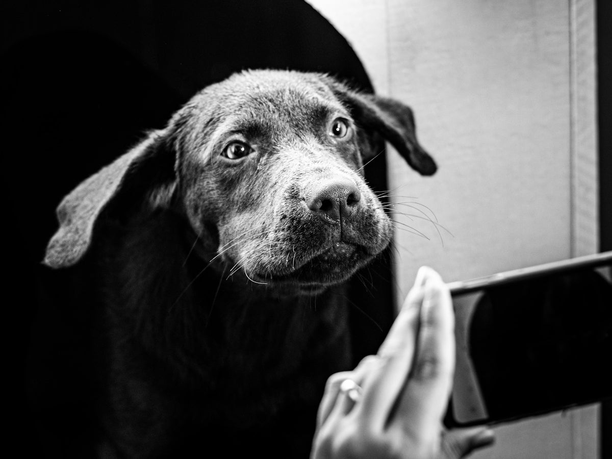 Aprendiendo a preparar un ambiente seguro para tu canino
