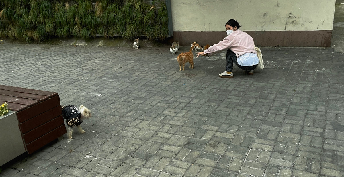 Importancia del ejercicio para la salud mental canina