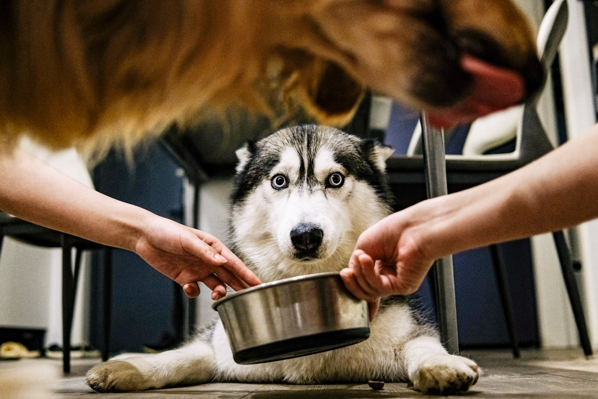 Cómo cuidar adecuadamente las patas de tu perro