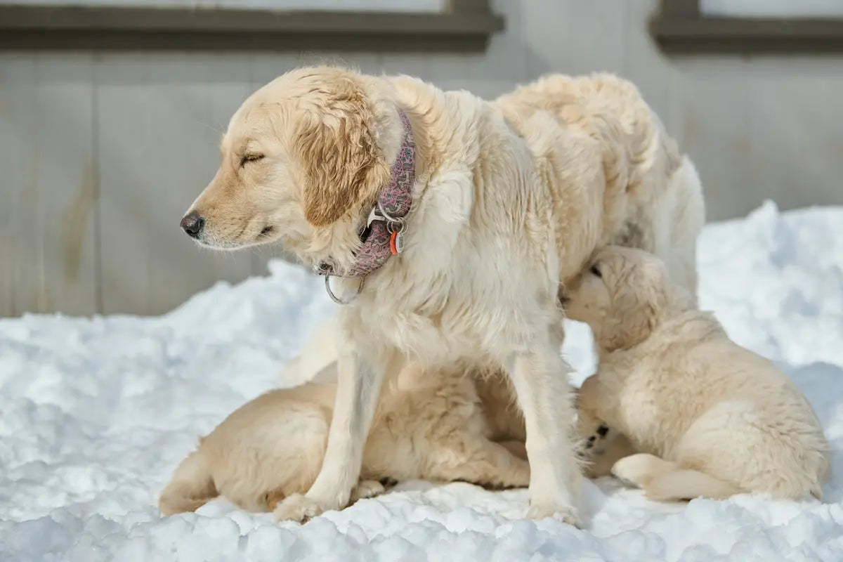 The Ultimate Guide to Dog Grooming