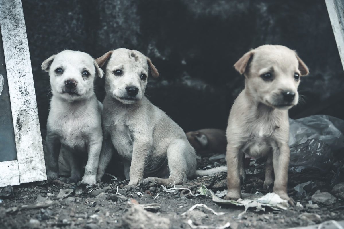 Cómo establecer una rutina de higiene para tu perro