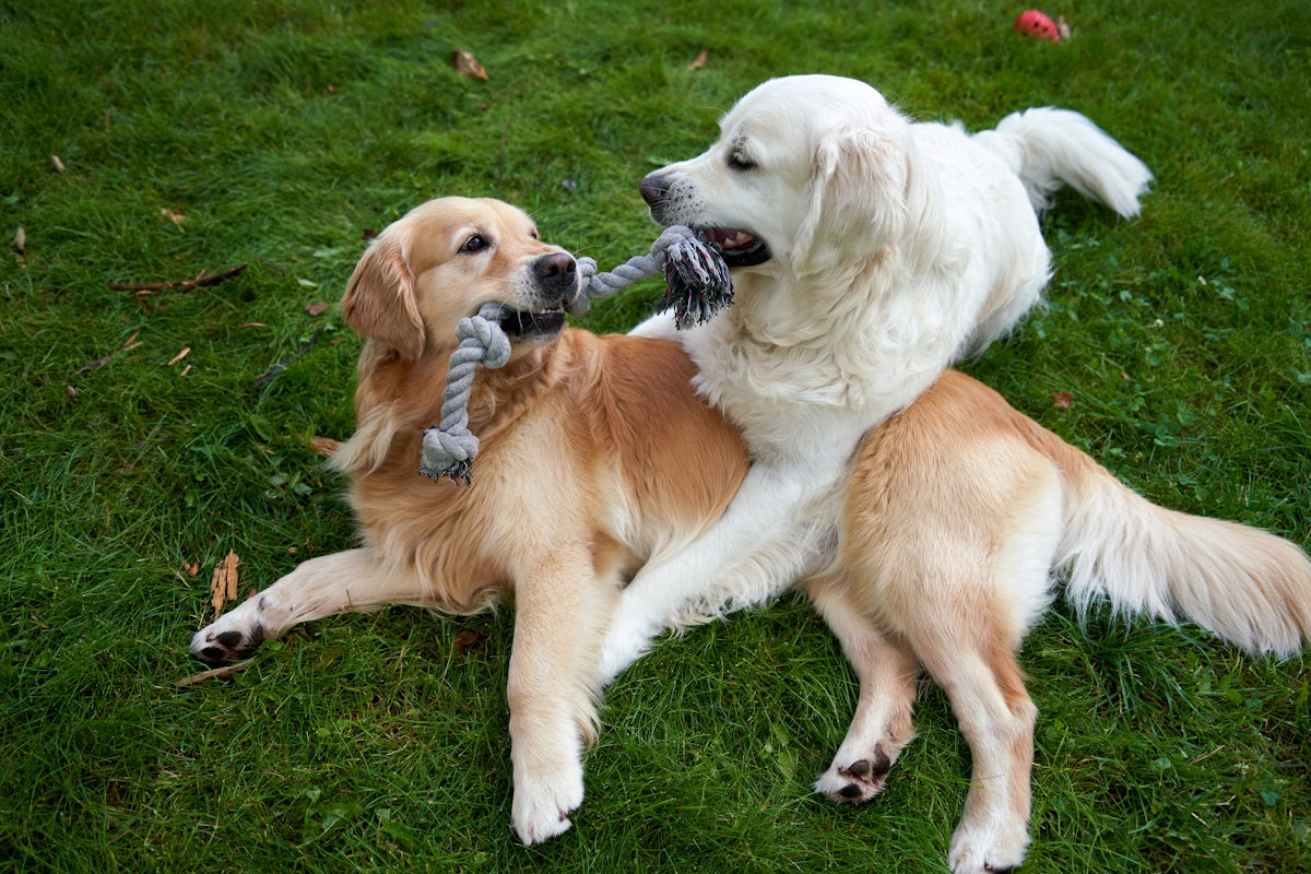 Cuidados dentales esenciales para tu perro