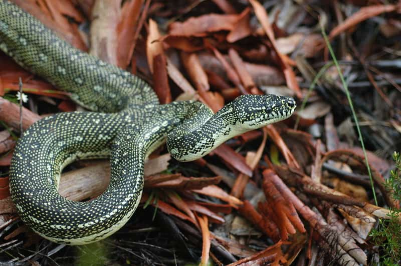 Pitón de Alfombra (Morelia spilota) Guia