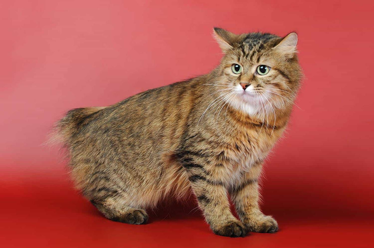 Gato Bobtail Americano: Naturaleza Juguetona