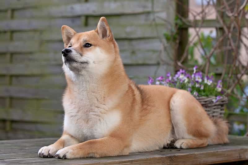 El Shiba Inu: Nobleza Japonesa en un Pelaje Pelirrojo