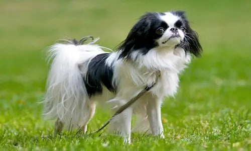 Spaniel Japonés: Elegancia y Dulzura en Formato Compacto.