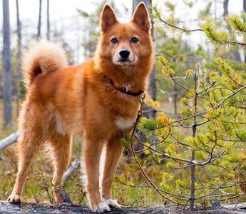 Spitz Finlandés: Elegancia Nórdica y Espíritu Juguetón