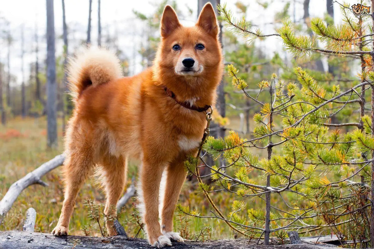 Spitz Finlandés: Elegancia Nórdica y Espíritu Juguetón