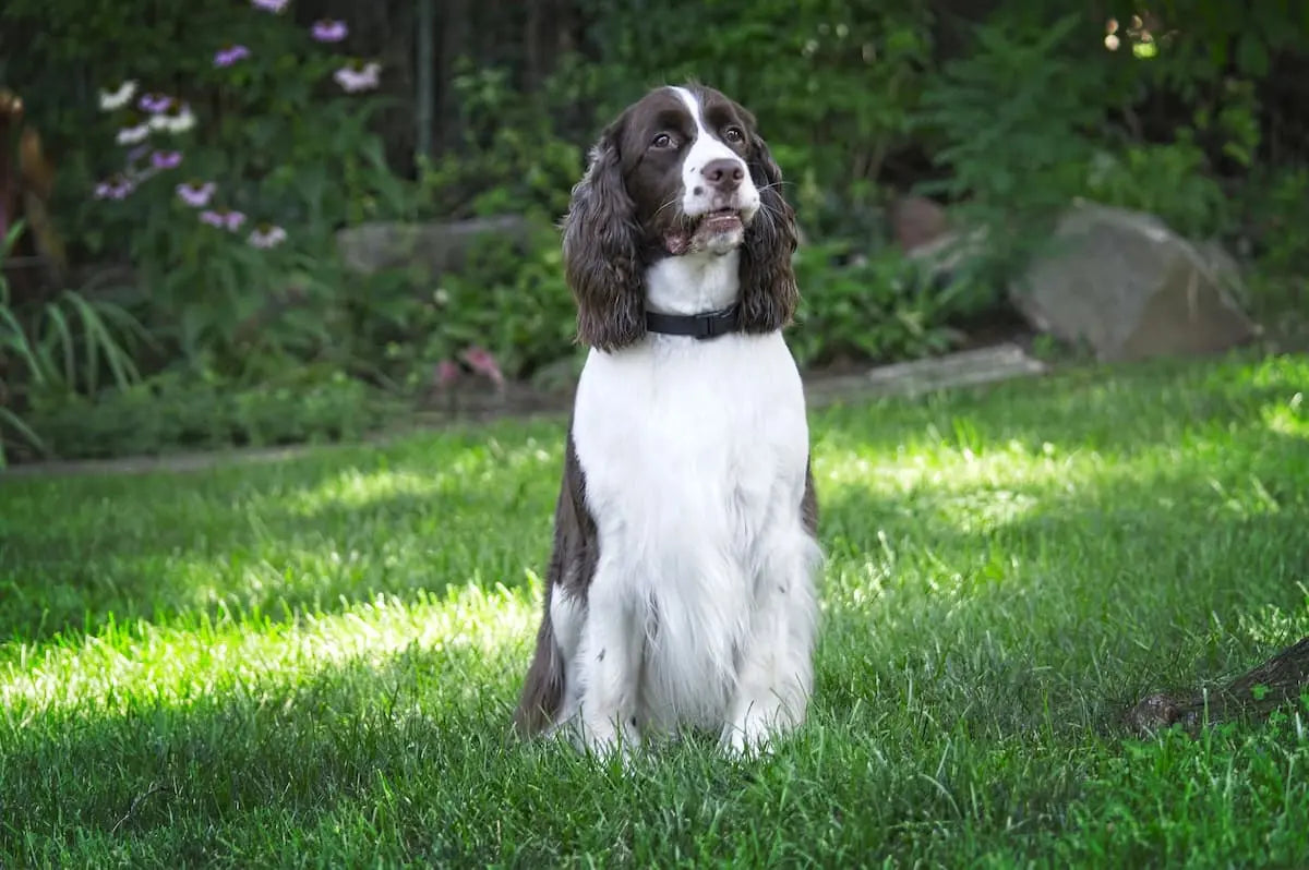 Springer Spaniel Inglés: Elegancia y Vitalidad en un Compañero Versátil.