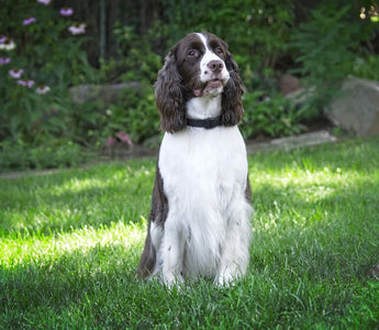 Springer Spaniel Inglés: Elegancia y Vitalidad en un Compañero Versátil.